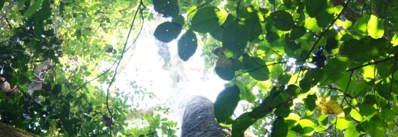 traumatherapie lebendigkeit